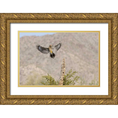 AZ, Buckeye Gila woodpecker on cholla skeleton Gold Ornate Wood Framed Art Print with Double Matting by Kaveney, Wendy