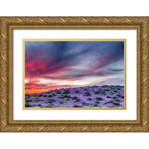 Arizona-Globe-Round Mountain Park-Sunset on desert super bloom Gold Ornate Wood Framed Art Print with Double Matting by Jaynes Gallery