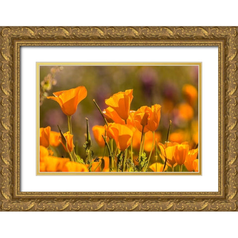Arizona-Peridot Mesa California poppies in bloom Gold Ornate Wood Framed Art Print with Double Matting by Jaynes Gallery