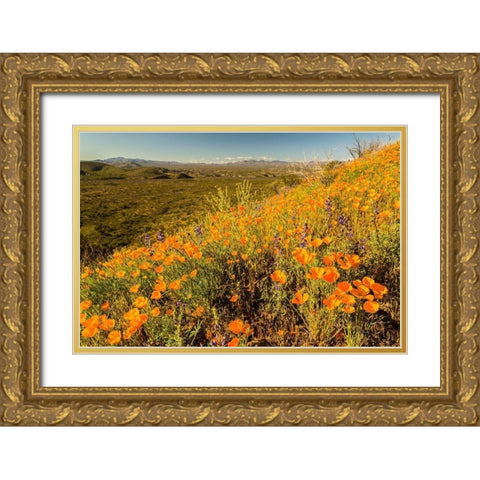 Arizona-Peridot Mesa California poppies in bloom Gold Ornate Wood Framed Art Print with Double Matting by Jaynes Gallery