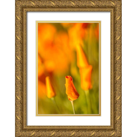 Arizona-Peridot Mesa California poppies in bloom Gold Ornate Wood Framed Art Print with Double Matting by Jaynes Gallery