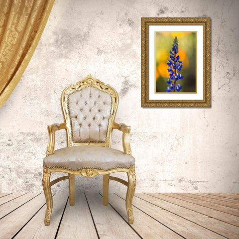 Arizona-Peridot Mesa Lupine blossom close-up Gold Ornate Wood Framed Art Print with Double Matting by Jaynes Gallery