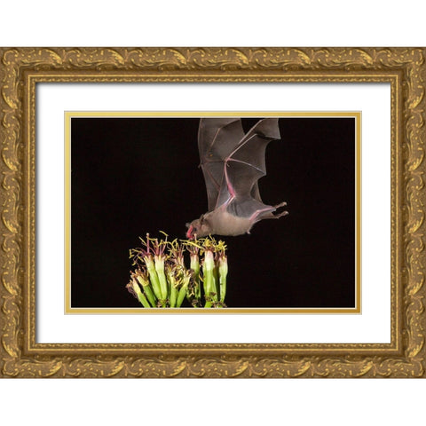 Arizona-Santa Cruz County Bat feeds on yucca nectar  Gold Ornate Wood Framed Art Print with Double Matting by Jaynes Gallery