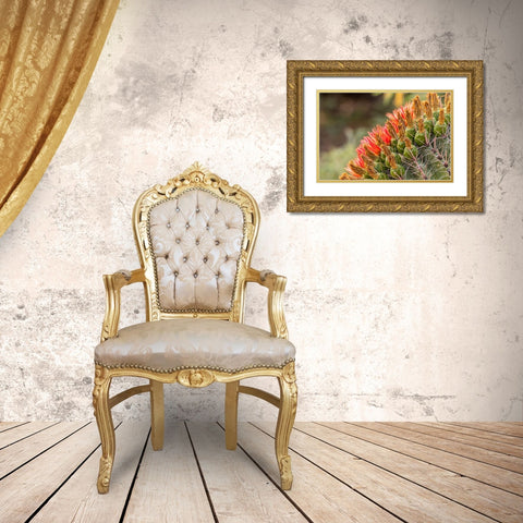Arizona-Santa Cruz County Barrel cactus blossoms close-up  Gold Ornate Wood Framed Art Print with Double Matting by Jaynes Gallery