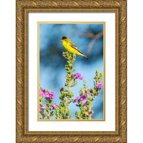 Arizona-Santa Cruz County Lesser goldfinch on flower  Gold Ornate Wood Framed Art Print with Double Matting by Jaynes Gallery