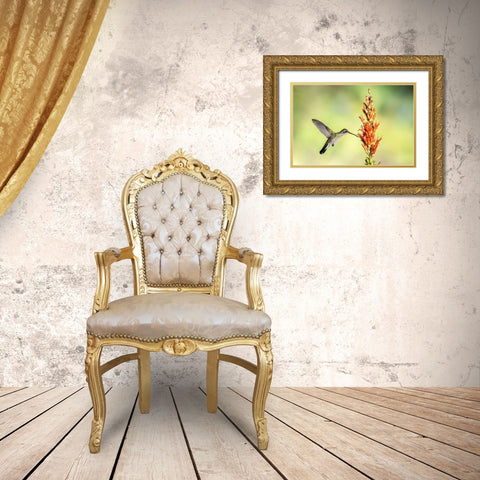 Arizona-Santa Cruz County Broad-billed hummingbird feeding on ocotillo blossoms  Gold Ornate Wood Framed Art Print with Double Matting by Jaynes Gallery