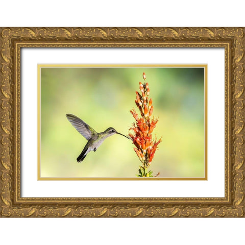 Arizona-Santa Cruz County Broad-billed hummingbird feeding on ocotillo blossoms  Gold Ornate Wood Framed Art Print with Double Matting by Jaynes Gallery
