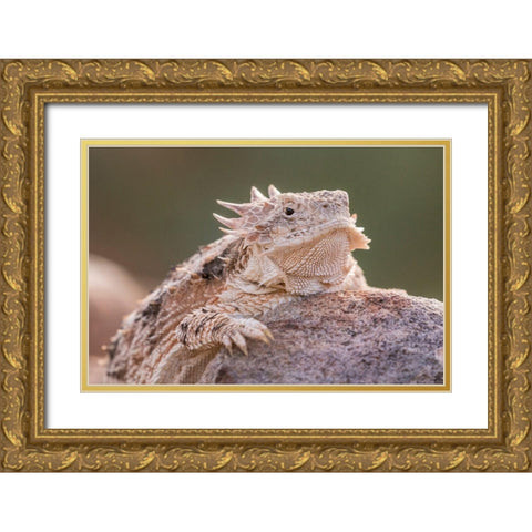 Arizona-Santa Cruz County Regal horned lizard on rock  Gold Ornate Wood Framed Art Print with Double Matting by Jaynes Gallery