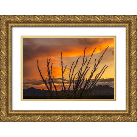 Arizona-Santa Cruz County Santa Rita Mountains and ocotillo cactus at sunset  Gold Ornate Wood Framed Art Print with Double Matting by Jaynes Gallery