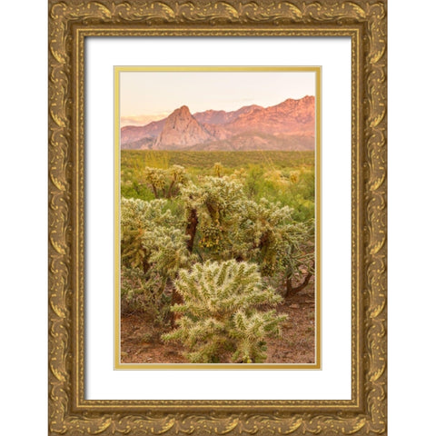 Arizona-Santa Cruz County Santa Rita Mountains and cholla cactus at sunset  Gold Ornate Wood Framed Art Print with Double Matting by Jaynes Gallery