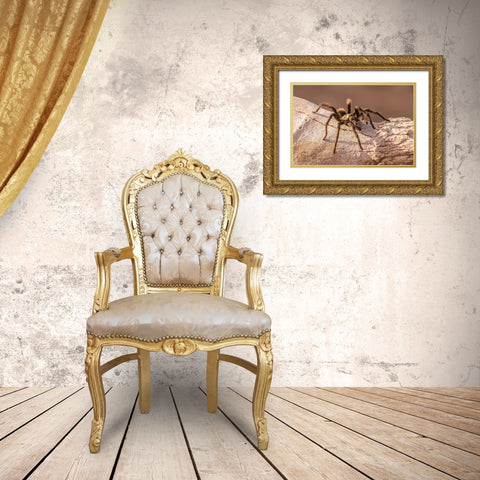 Arizona-Santa Cruz County Close-up of tarantula  Gold Ornate Wood Framed Art Print with Double Matting by Jaynes Gallery