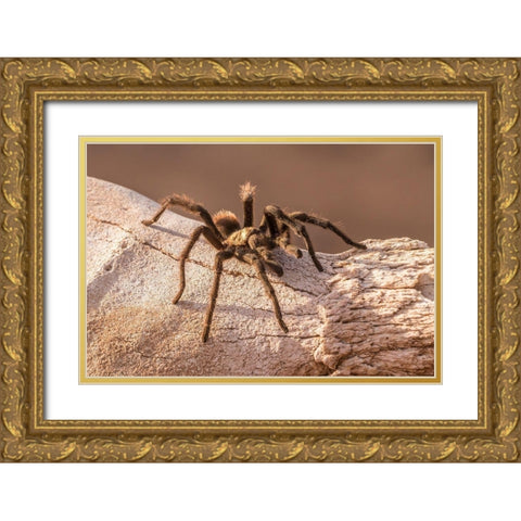 Arizona-Santa Cruz County Close-up of tarantula  Gold Ornate Wood Framed Art Print with Double Matting by Jaynes Gallery