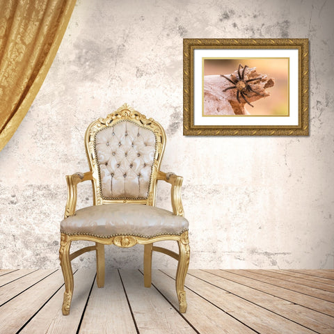 Arizona-Santa Cruz County Close-up of tarantula  Gold Ornate Wood Framed Art Print with Double Matting by Jaynes Gallery