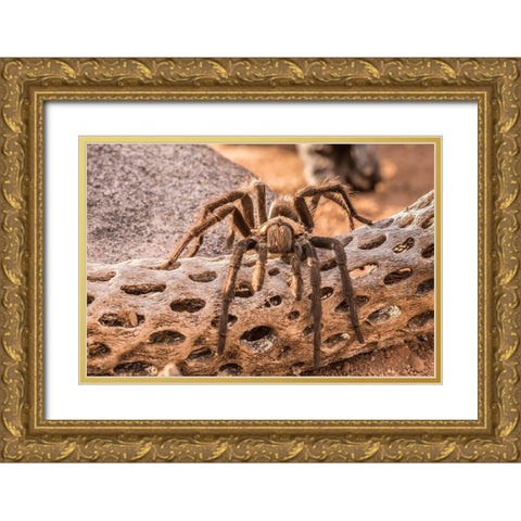 Arizona-Santa Cruz County Close-up of tarantula  Gold Ornate Wood Framed Art Print with Double Matting by Jaynes Gallery