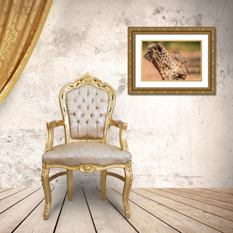 Arizona-Santa Cruz County Curve-billed thrasher feeding  Gold Ornate Wood Framed Art Print with Double Matting by Jaynes Gallery