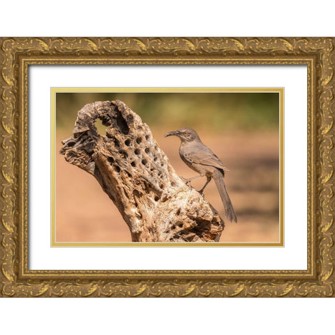 Arizona-Santa Cruz County Curve-billed thrasher feeding  Gold Ornate Wood Framed Art Print with Double Matting by Jaynes Gallery