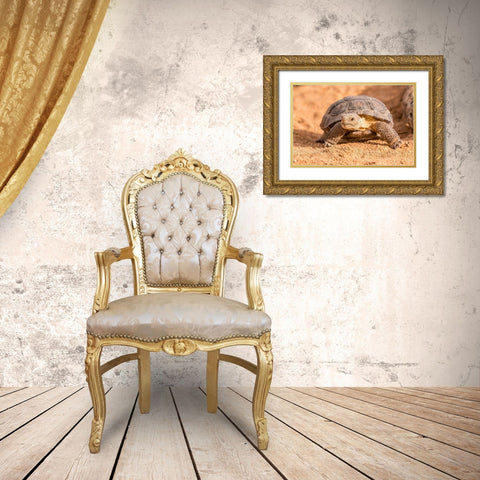 Arizona-Santa Cruz County Young desert tortoise captive  Gold Ornate Wood Framed Art Print with Double Matting by Jaynes Gallery