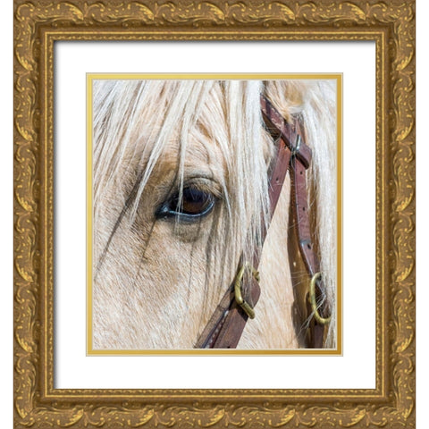 Arizona-Scottsdale Close-up of horses eye and bridle  Gold Ornate Wood Framed Art Print with Double Matting by Jaynes Gallery