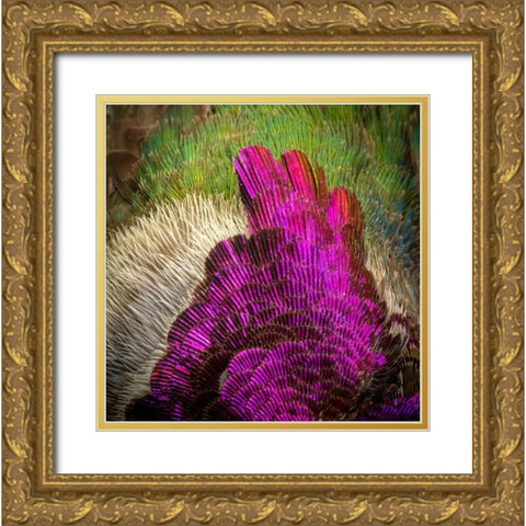 Arizona Close-up of hummingbird feather pattern  Gold Ornate Wood Framed Art Print with Double Matting by Jaynes Gallery
