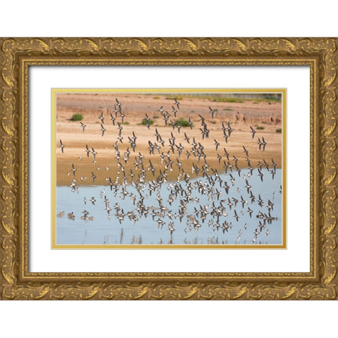 Arizona-Glendale Flock of least sandpipers flying over pond Gold Ornate Wood Framed Art Print with Double Matting by Jaynes Gallery