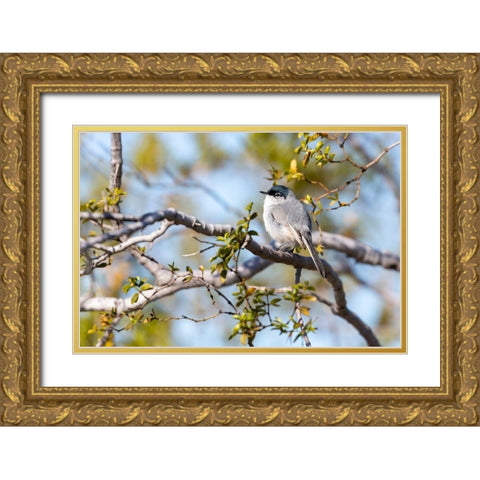 Arizona-Buckeye Blue-gray gnatcatcher perched on branch  Gold Ornate Wood Framed Art Print with Double Matting by Jaynes Gallery