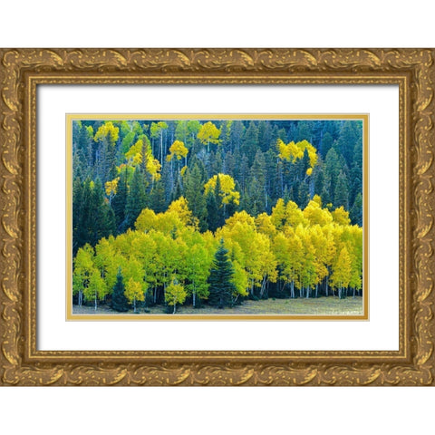 Arizona-Grand Canyon National Park Autumn aspens in Grand Canyon  Gold Ornate Wood Framed Art Print with Double Matting by Jaynes Gallery