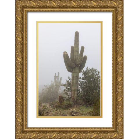 Arizona-Buckeye Saguaro cactus in fog  Gold Ornate Wood Framed Art Print with Double Matting by Jaynes Gallery