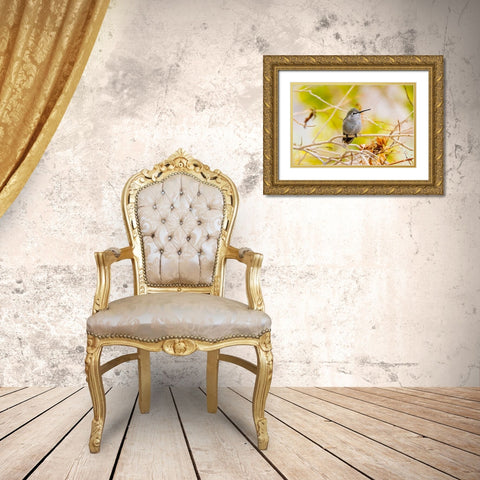 Arizona-Lake Havasu City Female Annas hummingbird on limb  Gold Ornate Wood Framed Art Print with Double Matting by Jaynes Gallery