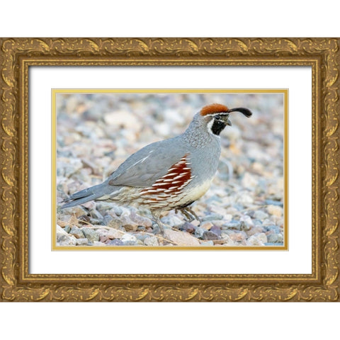 Arizona-Lake Havasu City Male Gambels quail close-up  Gold Ornate Wood Framed Art Print with Double Matting by Jaynes Gallery
