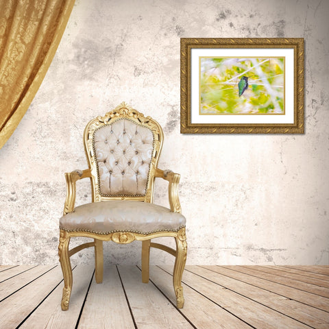 Arizona-Lake Havasu City Male Annas hummingbird on limb  Gold Ornate Wood Framed Art Print with Double Matting by Jaynes Gallery