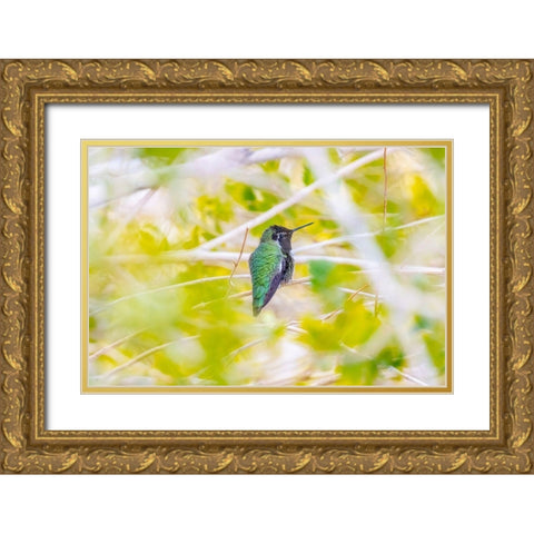 Arizona-Lake Havasu City Male Annas hummingbird on limb  Gold Ornate Wood Framed Art Print with Double Matting by Jaynes Gallery