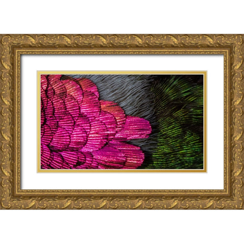 USA-Arizona-Close-up of hummingbird feathers Gold Ornate Wood Framed Art Print with Double Matting by Jaynes Gallery