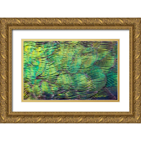 USA-Arizona-Close-up of hummingbird feathers Gold Ornate Wood Framed Art Print with Double Matting by Jaynes Gallery