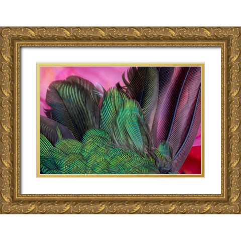 USA-Arizona-Close-up of hummingbird feathers Gold Ornate Wood Framed Art Print with Double Matting by Jaynes Gallery