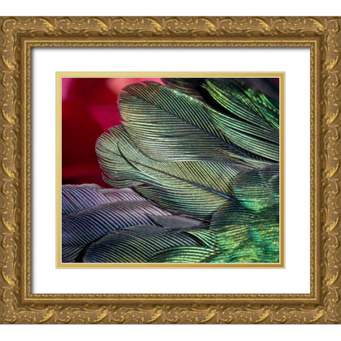 USA-Arizona-Close-up of hummingbird feathers Gold Ornate Wood Framed Art Print with Double Matting by Jaynes Gallery