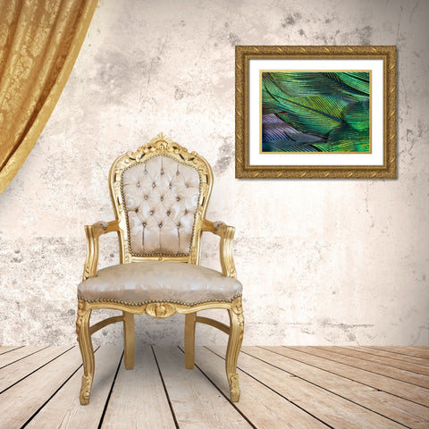 USA-Arizona-Close-up of hummingbird feathers Gold Ornate Wood Framed Art Print with Double Matting by Jaynes Gallery