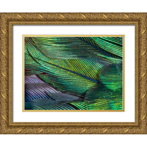 USA-Arizona-Close-up of hummingbird feathers Gold Ornate Wood Framed Art Print with Double Matting by Jaynes Gallery