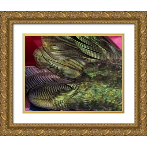 USA-Arizona-Close-up of hummingbird feathers Gold Ornate Wood Framed Art Print with Double Matting by Jaynes Gallery