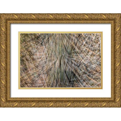 USA-Arizona-Phoenix-Yucca cactus abstract Gold Ornate Wood Framed Art Print with Double Matting by Jaynes Gallery