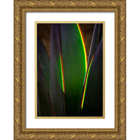 USA-Arizona-Phoenix-Backlit variegated agave cactus Gold Ornate Wood Framed Art Print with Double Matting by Jaynes Gallery