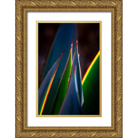 USA-Arizona-Phoenix-Backlit variegated agave cactus Gold Ornate Wood Framed Art Print with Double Matting by Jaynes Gallery