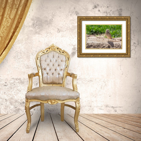 USA-Arizona-Burrowing owl close-up Gold Ornate Wood Framed Art Print with Double Matting by Jaynes Gallery