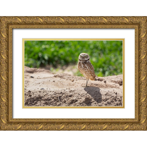 USA-Arizona-Burrowing owl close-up Gold Ornate Wood Framed Art Print with Double Matting by Jaynes Gallery