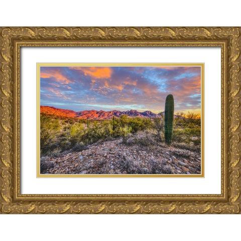 USA- Arizona- Catalina State Park. Sunset landscape with Catalina Mountains and desert. Gold Ornate Wood Framed Art Print with Double Matting by Jaynes Gallery
