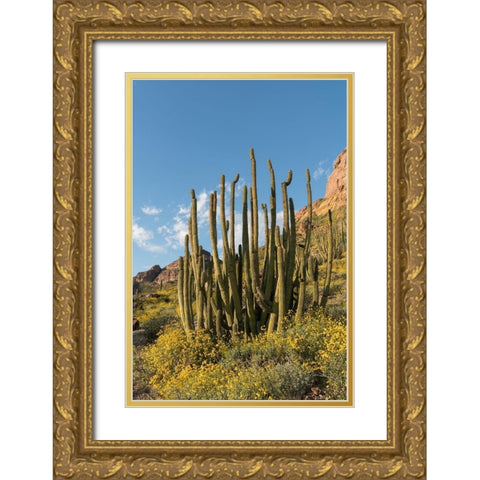 Arizona A landscape of Organ pipe cactus and blooming Brittlebush in Organ Pipe National Monument Gold Ornate Wood Framed Art Print with Double Matting by Tharp, Brenda