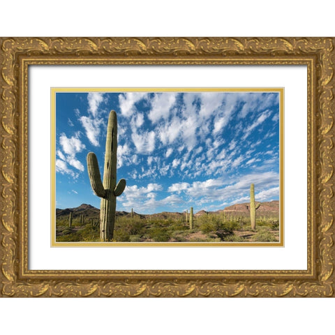 Arizona Clouds spread across a blue sky above saguaro cactus in Organ Pipe National Monument Gold Ornate Wood Framed Art Print with Double Matting by Tharp, Brenda