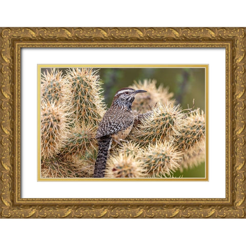 Cactus Wren nest building in teddy bear cholla at the Arizona Sonoran Desert Museum in Tucson-Arizo Gold Ornate Wood Framed Art Print with Double Matting by Haney, Chuck
