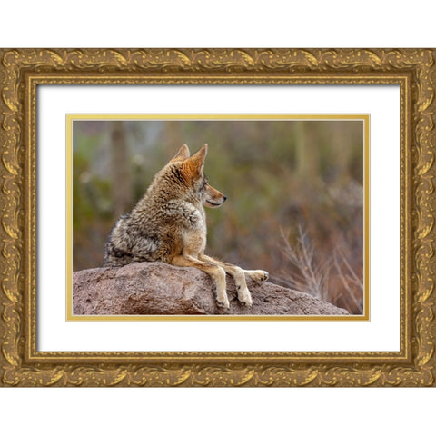 Coyote at the Arizona Sonoran Desert Museum in Tucson-Arizona-USA Gold Ornate Wood Framed Art Print with Double Matting by Haney, Chuck