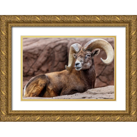 Desert Bighorn Sheep Ram at the Arizona Sonoran Desert Museum in Tucson-Arizona-USA Gold Ornate Wood Framed Art Print with Double Matting by Haney, Chuck