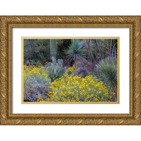 Spring floral desert gardens at the Arizona Sonoran Desert Museum in Tucson-Arizona-USA Gold Ornate Wood Framed Art Print with Double Matting by Haney, Chuck